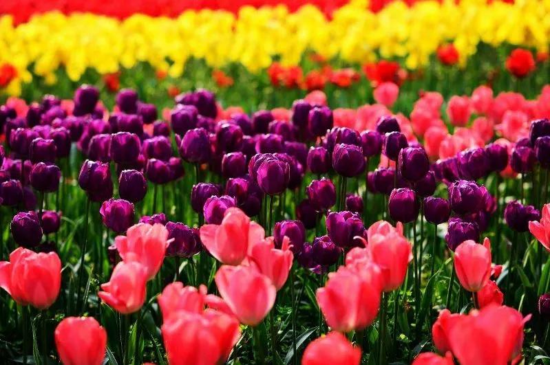 世界各国的国花集锦惊艳,世界各国国花大全