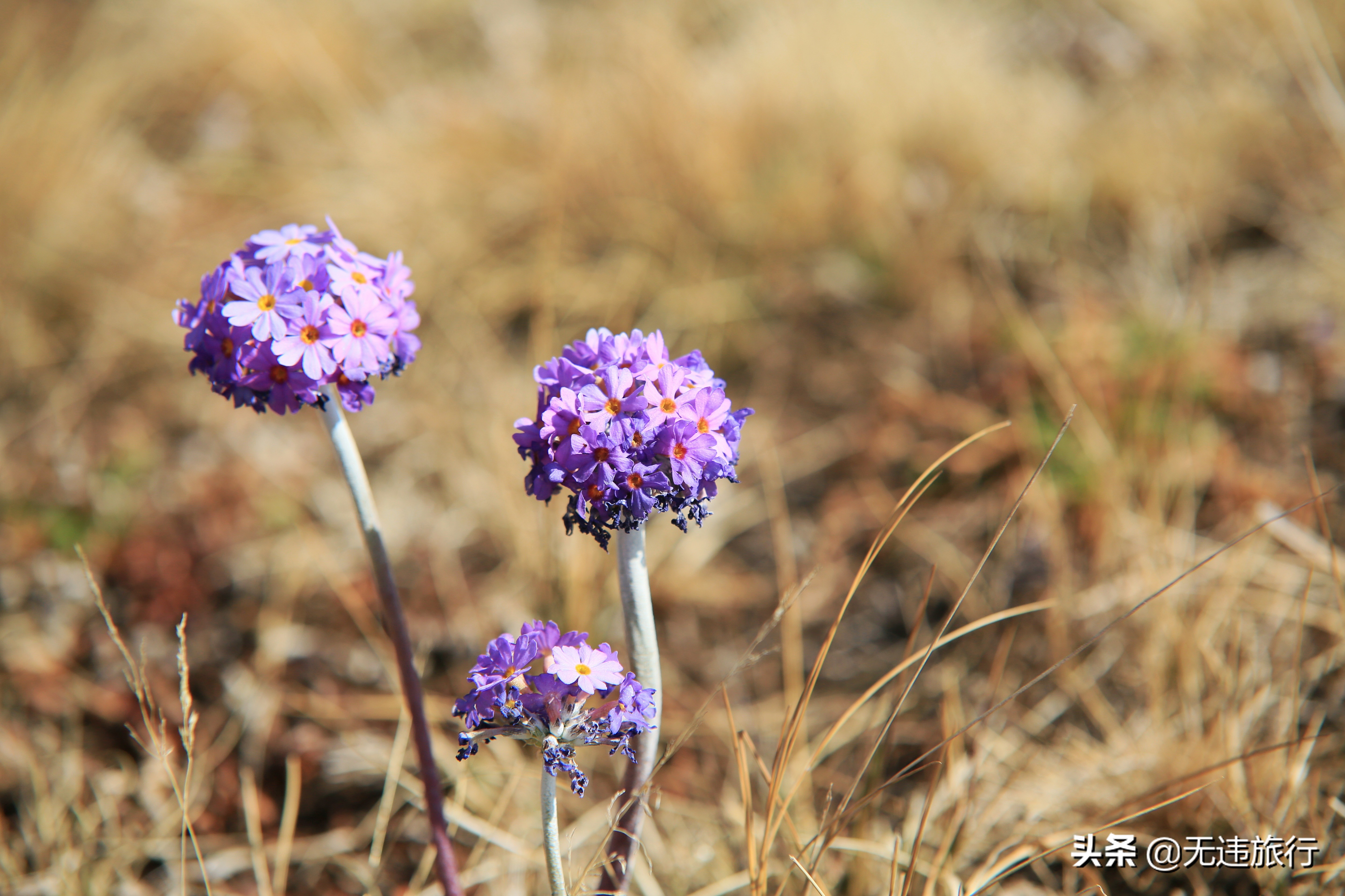 去大理鸡足山徒步旅行,大理鸡足山徒步登顶