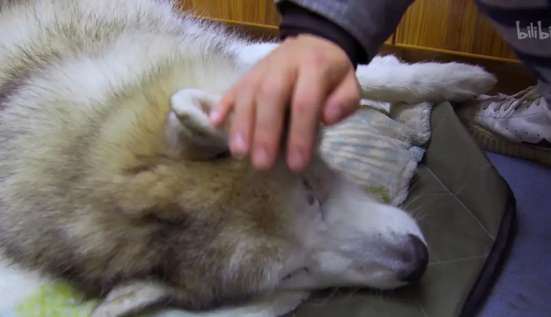 b站高分历史纪录片,2分钟一集的b站纪录片