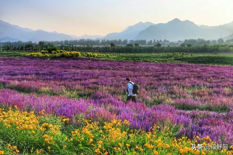 赏花好时节,赏花感言一句话