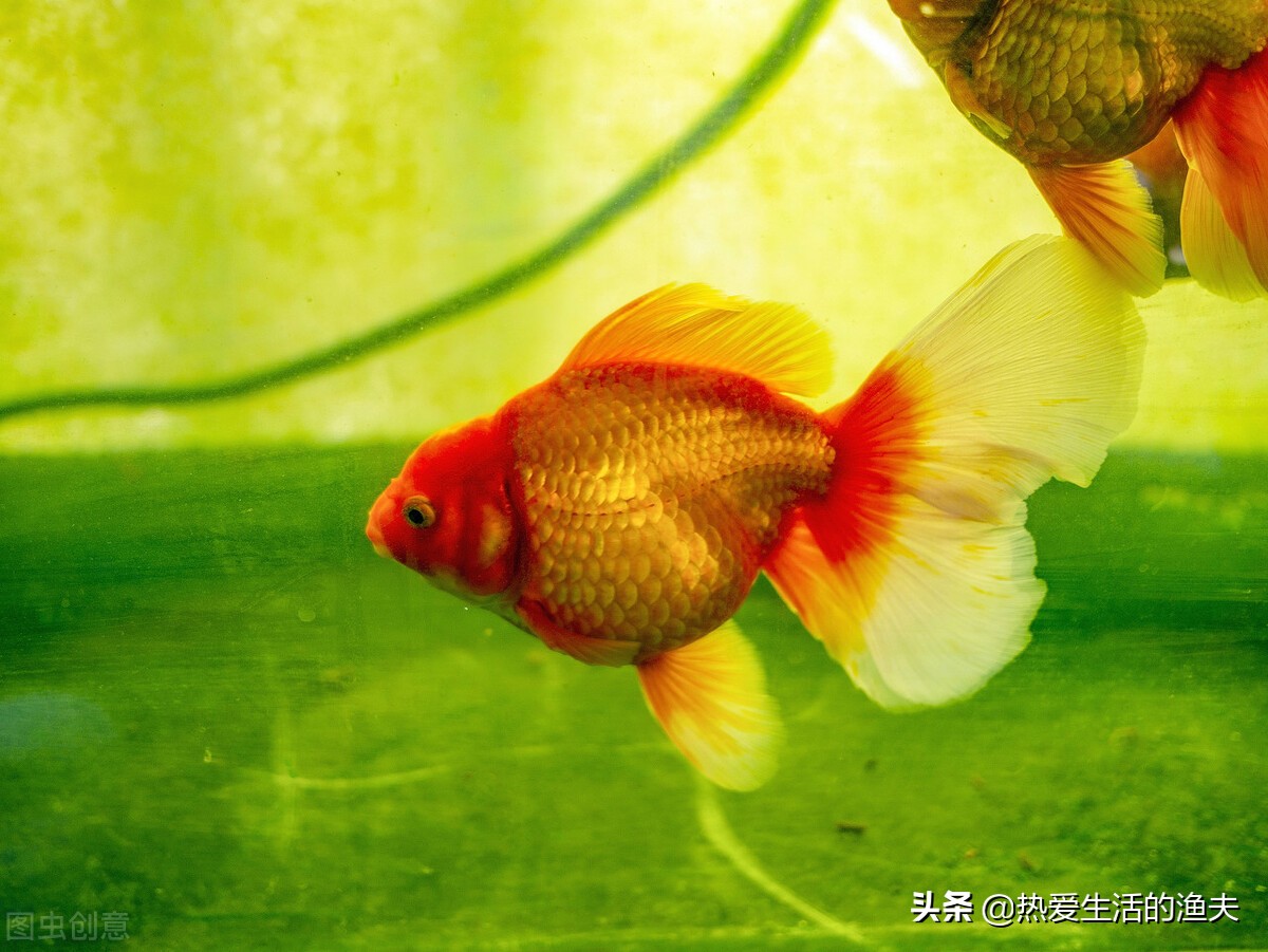 哪种金鱼好看好养,金鱼哪个品种比较好养还好看