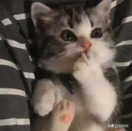 有关猫爪的小知识,关于猫爪的10个有趣的事实