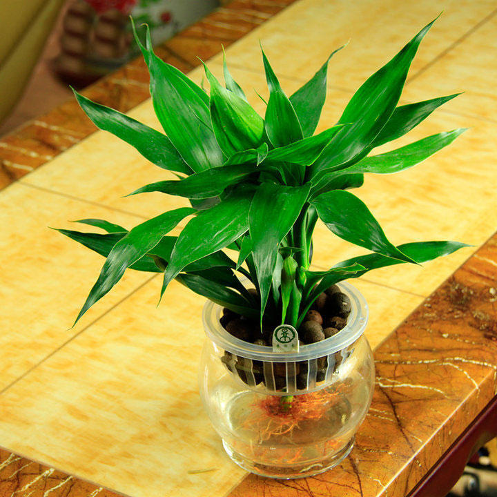 水培富贵竹黄叶怎么办如何补救,水培富贵竹黄叶烂根