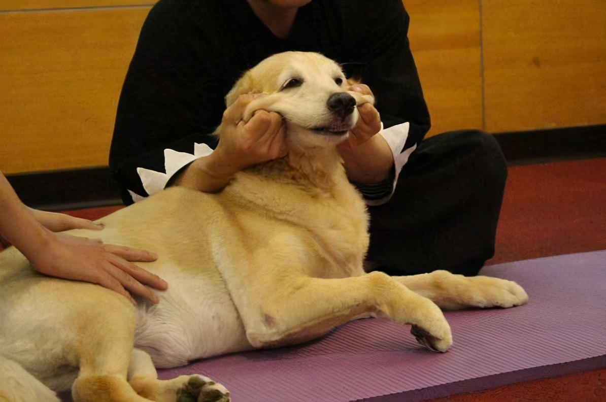 狗狗按摩方法：给狗狗来一套“马杀鸡”，让它更爱你