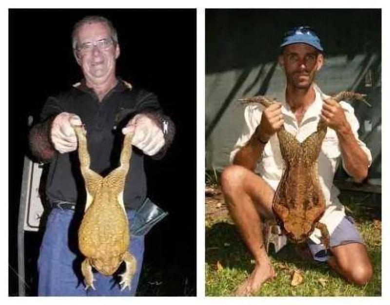 全世界最大的蟾蜍,全球最大的蟾蜍