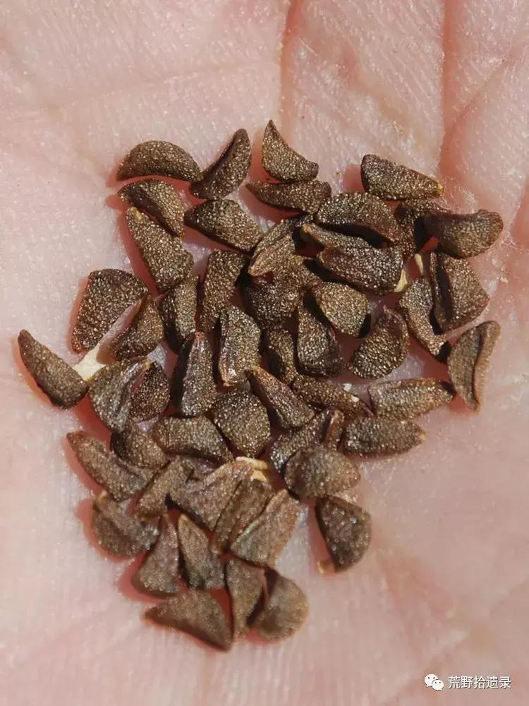 改变世界的植物：骆驼蓬PeganumharmalaL.