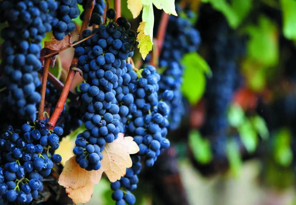 法国名庄酒分级,法国葡萄酒名庄分级