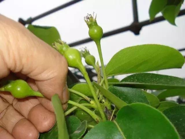 晚秋黄梨栽培技术与管理方法,晚秋黄梨什么时候授粉