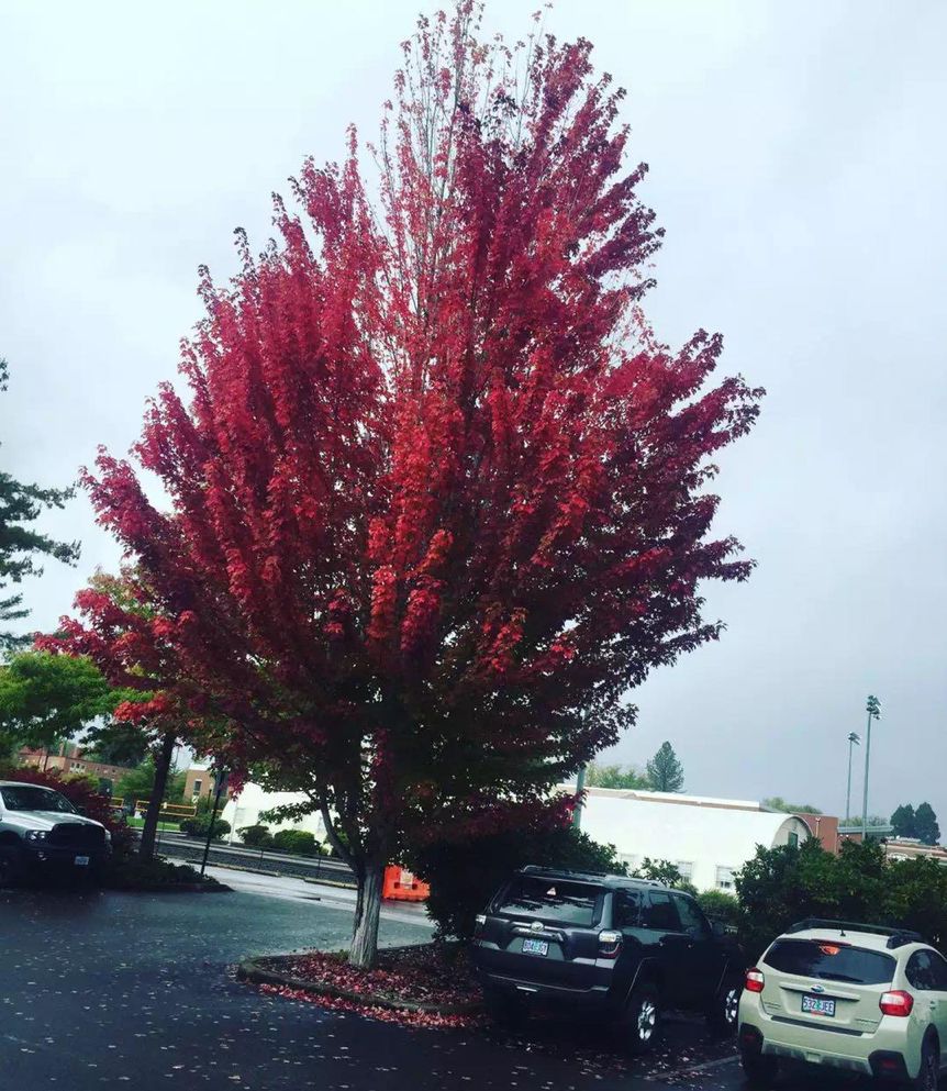 留学生美国做生意,留学生直播卖货