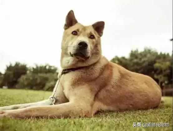 这样的中华田园犬难道你不爱吗,怎么样的才能称得上中华田园犬