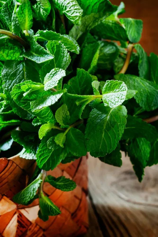 去除厨房油烟植物,家庭除油烟异味好方法