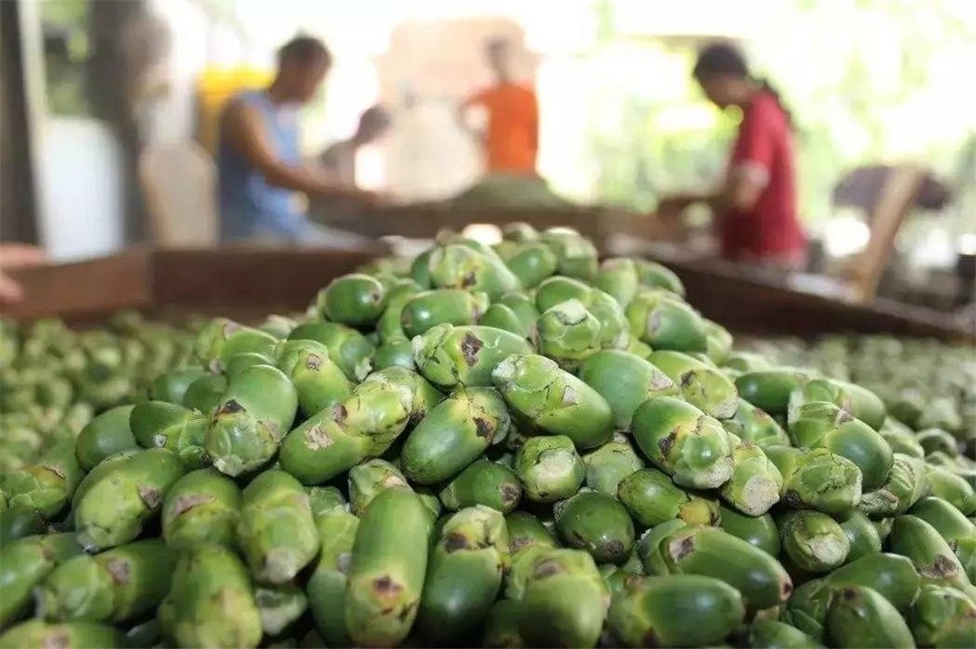 中国六千万人上瘾的槟榔,槟榔被曝光