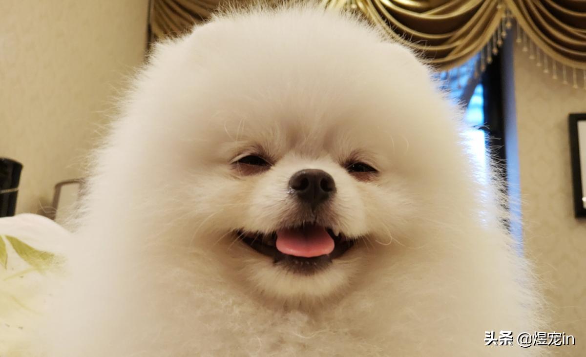 博美换牙松动怎么办,狗博美换牙后是不是不会很尖了