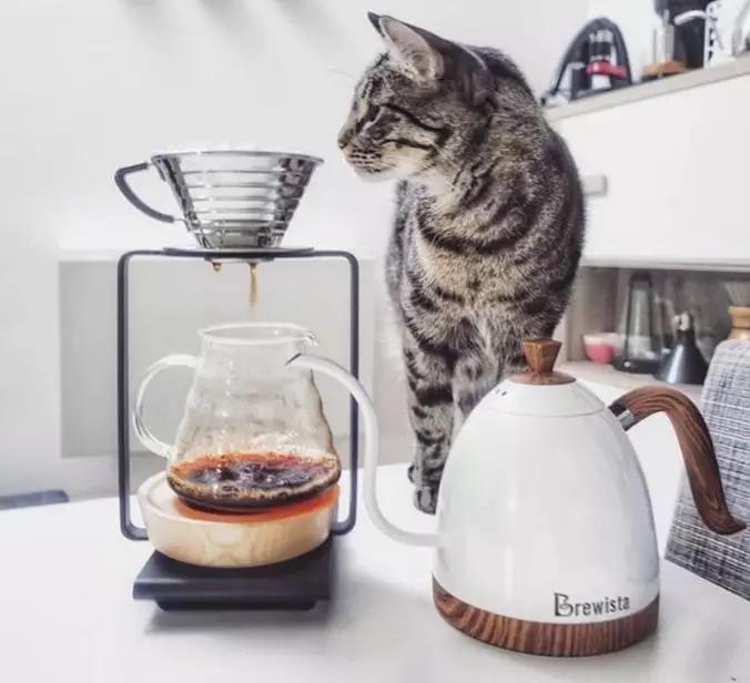 宠物能喝纯牛奶吗,宠物能喝白酒吗