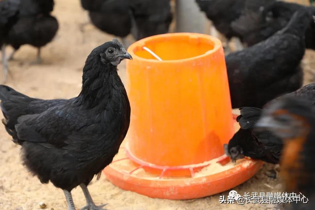 致富经|长武绿皮鸡蛋成为群众脱贫致富的“金蛋蛋”