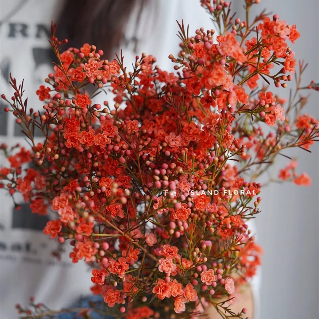 野冬青花材,畅销花卉绿植排行榜前十名