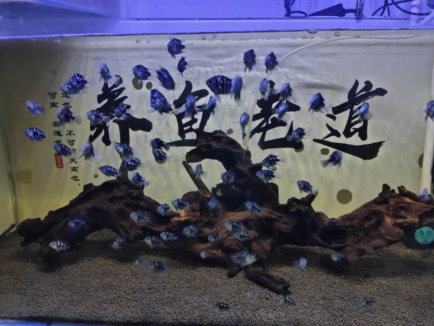 鱼缸下过滤粪便抽不干净,上过滤鱼缸怎么清理鱼的粪便