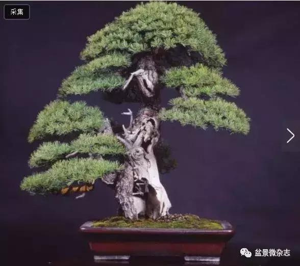 世界上最贵的盆景植物,最贵的一颗盆景