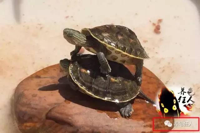 中华花龟和台湾花龟有什么区别,斑纹草龟和普通草龟的区别