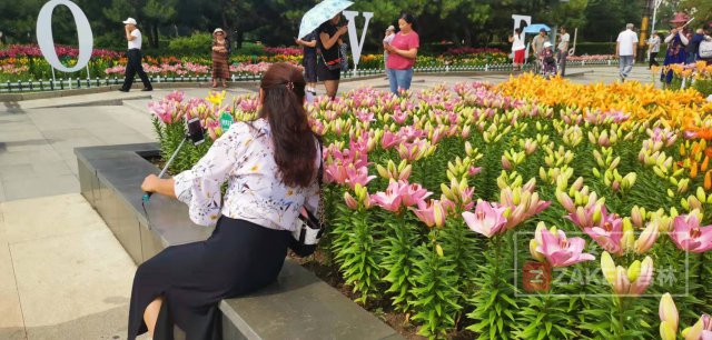 世界最美百合花海,超级惊艳的花海美景15分钟视频