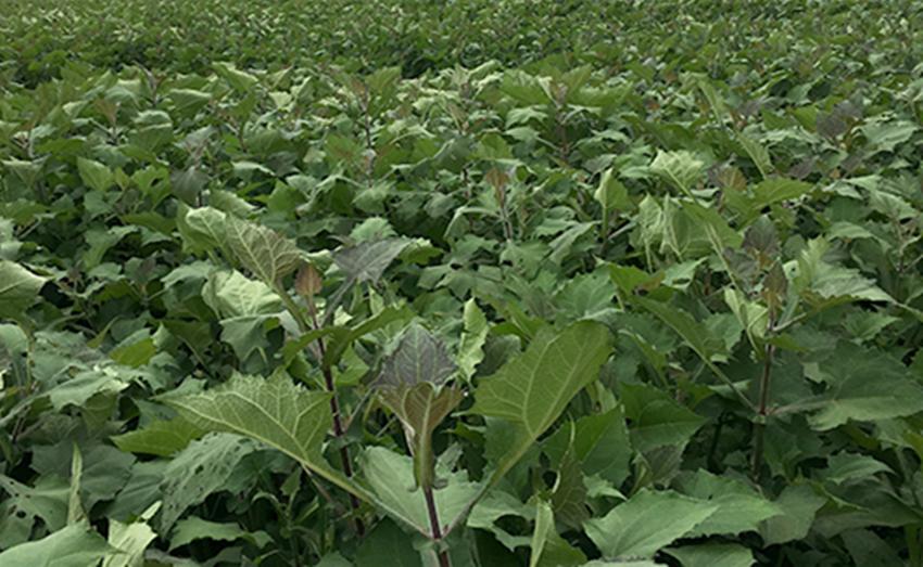 农村土地种植什么比较赚钱,在农村种植或养殖什么比较赚钱