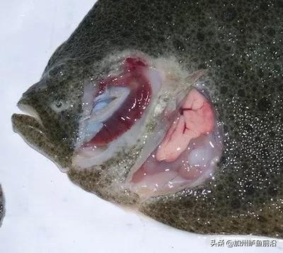 水产鱼类肠炎治疗方法,大菱鲆腹水病