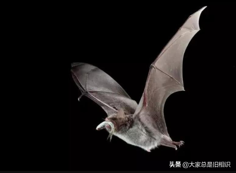 蝙蝠都吃什么,蝙蝠最爱吃的东西是什么