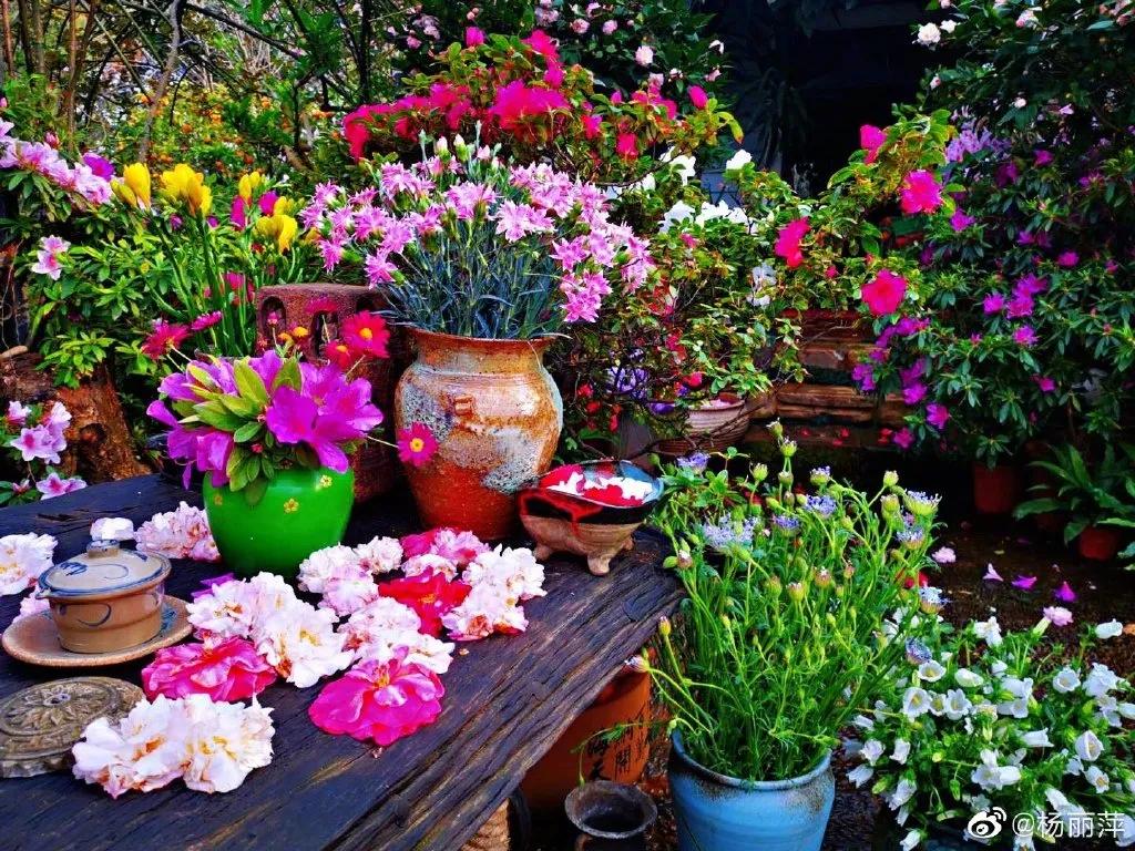 有一种向往叫西双版纳,有一种向往叫诗和远方完整版