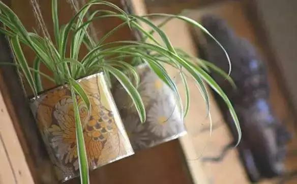 家里花瓶插花放点什么,创意养花花瓶