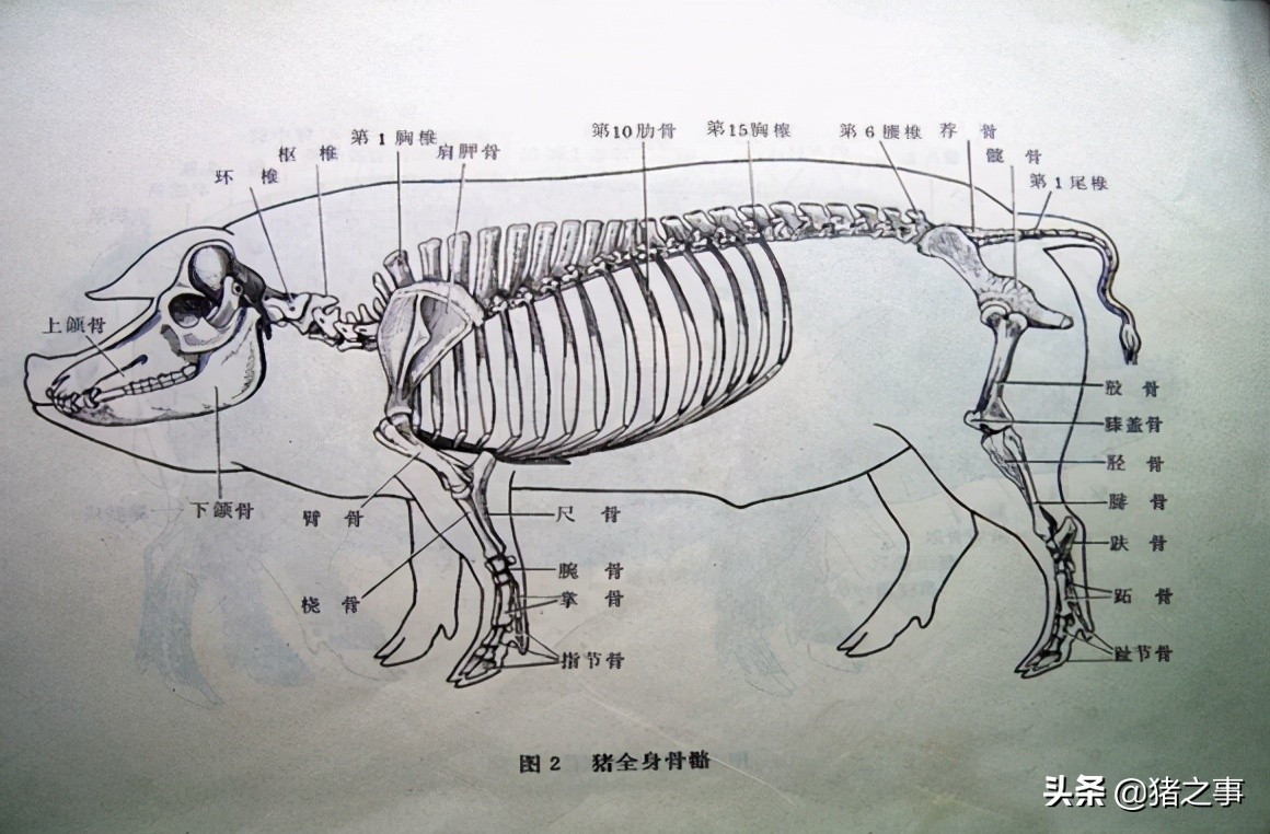 养猪一定要懂猪的病情,新手养猪入门选二元猪还是土杂猪