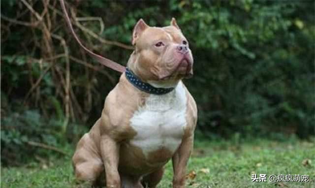 十大猛犬排行榜比特犬,最凶残的比特犬咬人