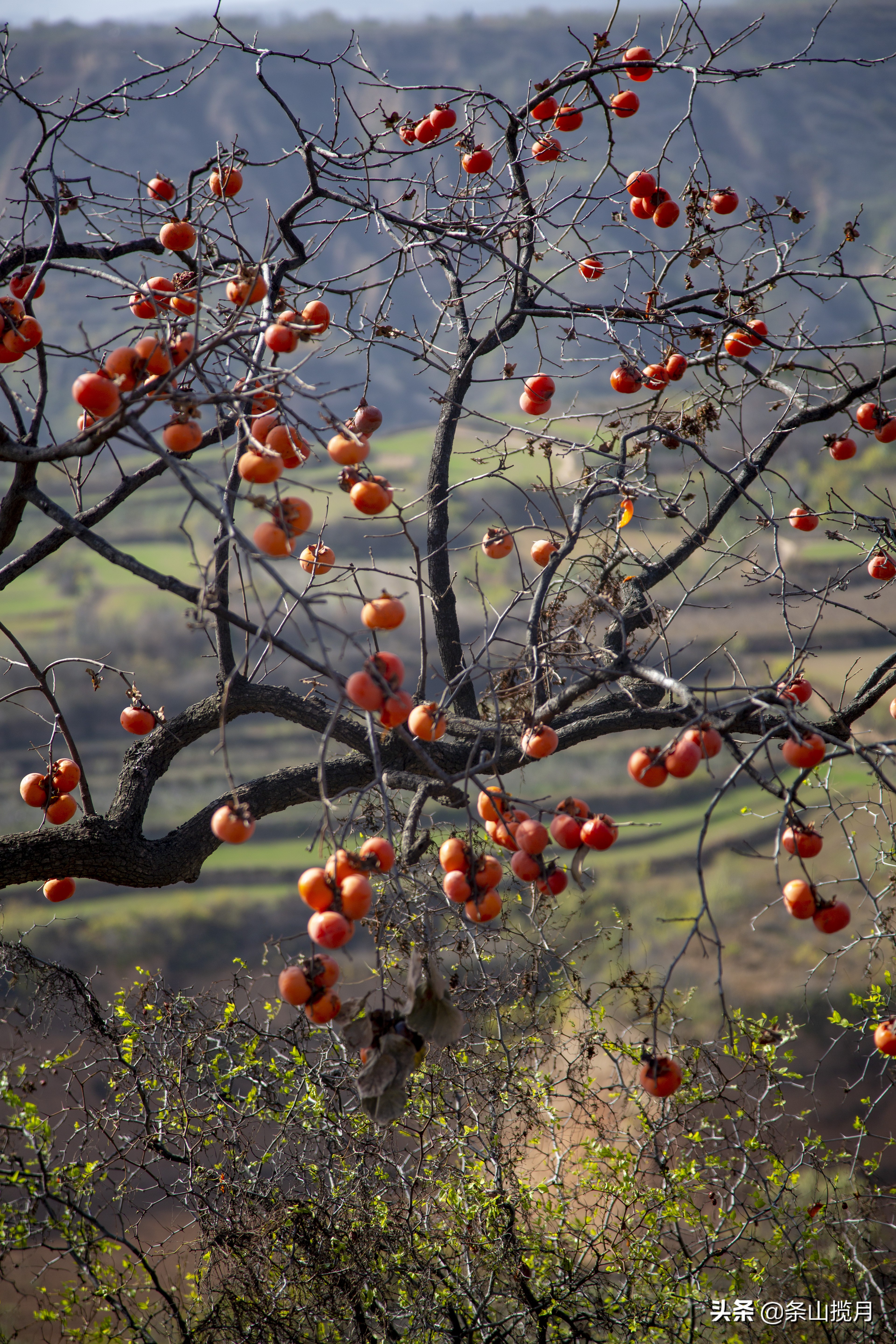 柿子红了记忆中的乡愁,柿子红了的乡愁文案