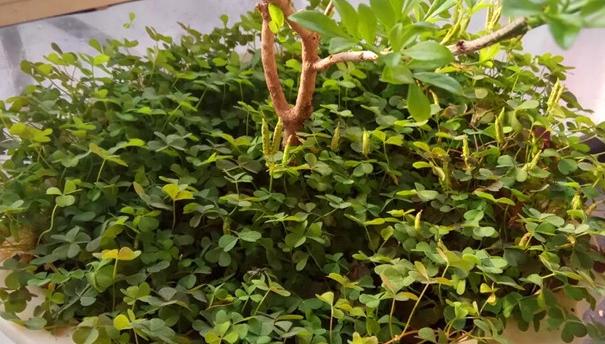 三叶草属于幸运草吗,三叶草是幸运的象征