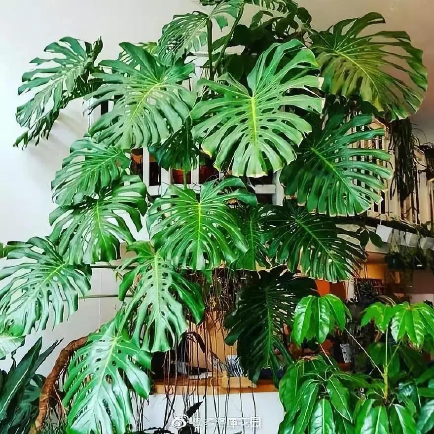 好看又好养的盆花,人养花也养人