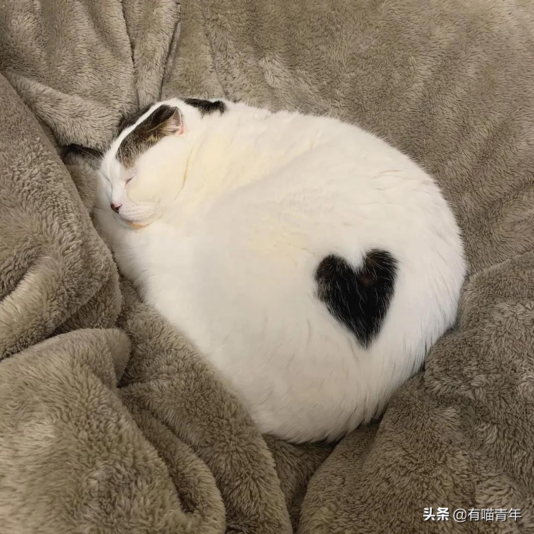 最可怕的5种猫,盘点很可怕的几种猫