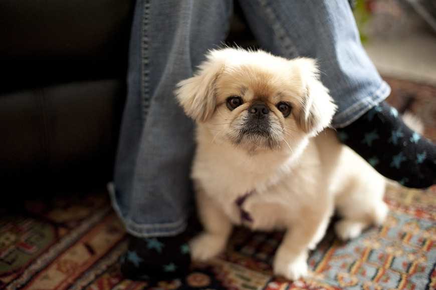 狗狗保护主人的行为,狗狗的34种行为解读