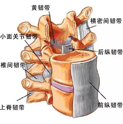 瑜伽拉伸不是拉韧带，韧带拉伤后果很严重