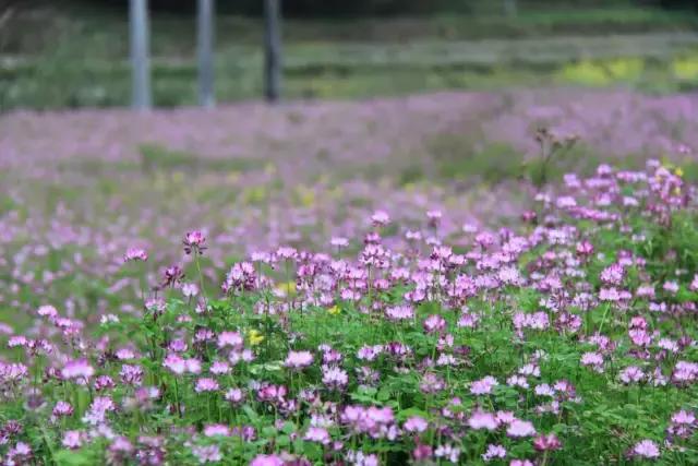休闲农业种植园盈利模式,休闲农业公司盈利模式研究现状