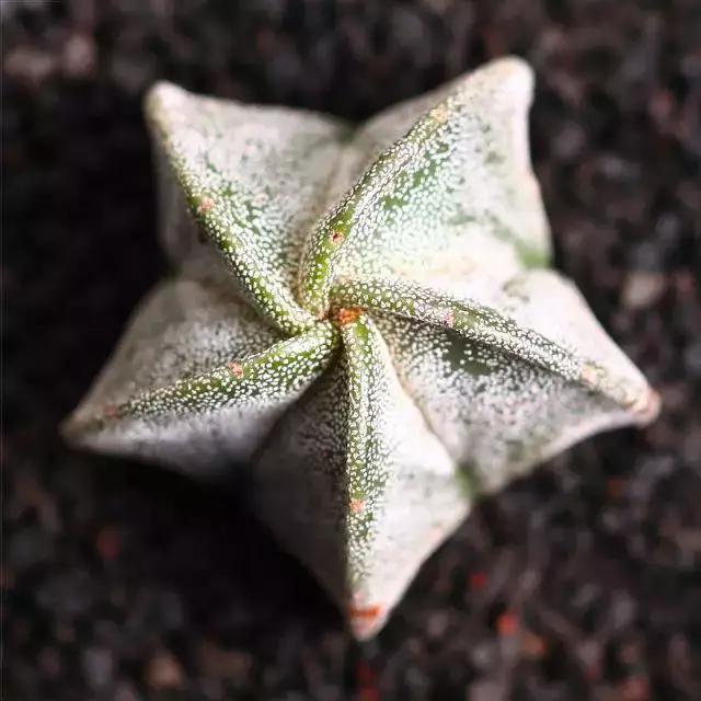 推荐轻松玩转100种常见多肉植物,700种多肉植物图鉴pdf百度云