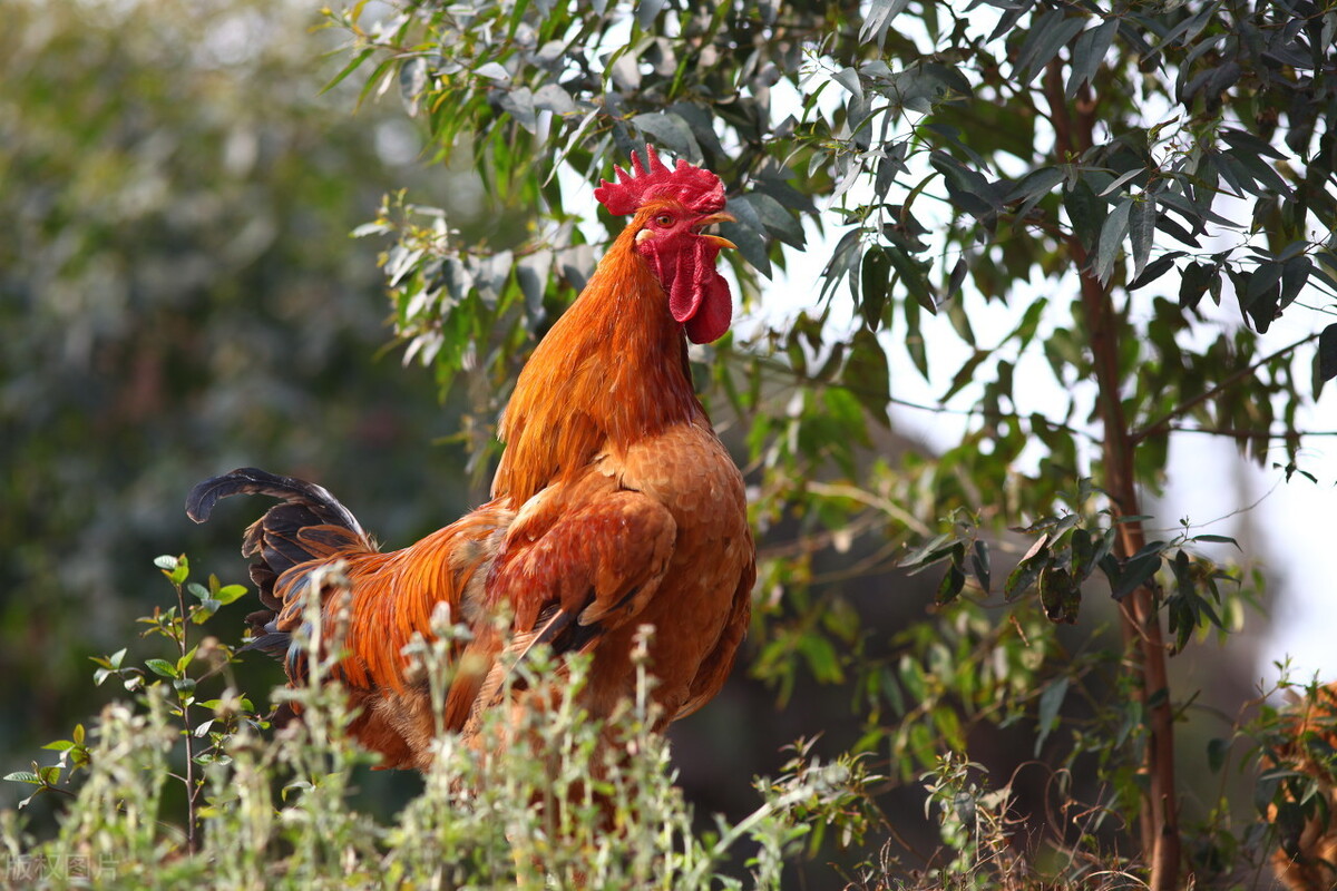 鸡过料拉稀最快解决方法,鸡过料是什么原因