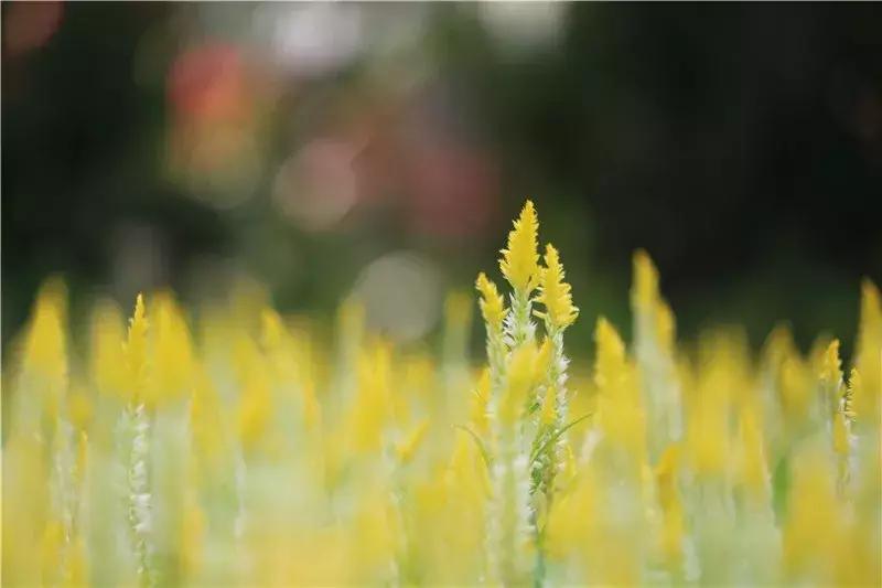 深圳莲花山真的美,深圳莲花山有什么特别的地方