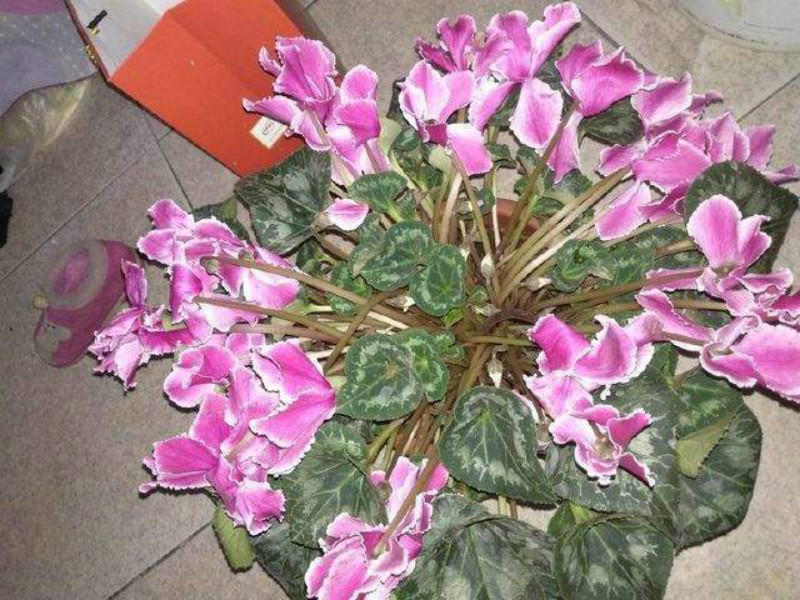 仙客来买回来就打蔫了什么原因,仙客来买回来花就垂下来了