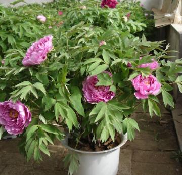 盆栽牡丹的养殖方法和注意事项,盆栽牡丹怎么养怕冻吗