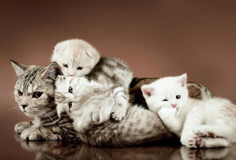 猫咪脾气不好怎么教,猫咪脾气很差怎么办