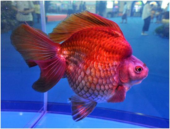 一年级金鱼阅读理解答案,写一写金鱼的外形习性和性格