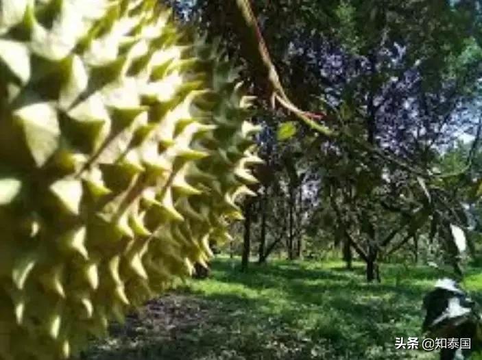 榴莲为啥价格相差那么多,为什么是天价榴莲