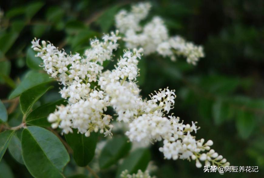 小米兰品种,小米兰适合在院里养