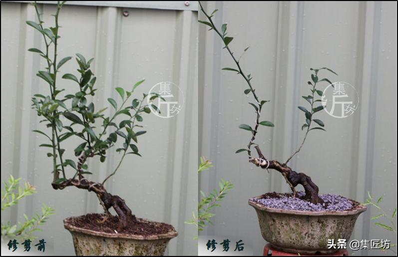 大树型金豆盆景怎么造型,金豆无根老桩栽培技巧