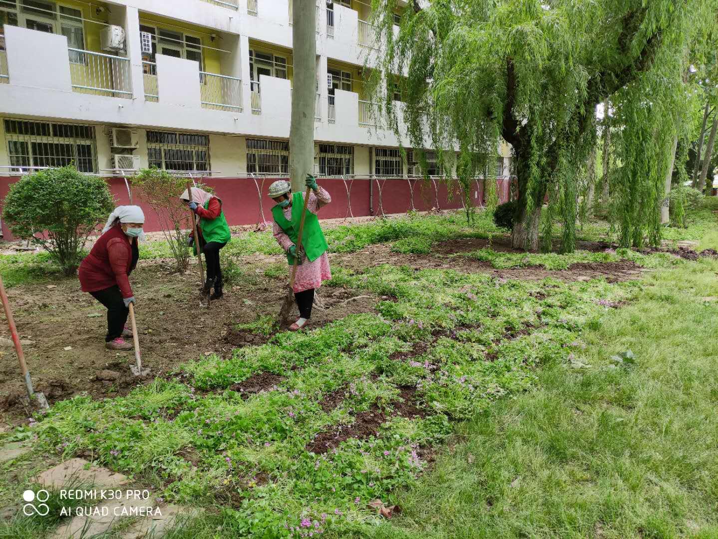 红花酢浆草与三叶草是一个品种吗,红花酢浆草和三叶草是不是一样的