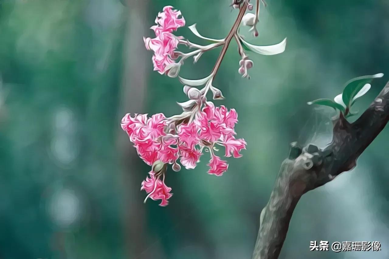 看看花容，听听花语2020年我镜头里的百种花卉